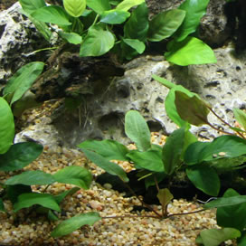 Cichlid Stones & Cichlid Substrate Cichlid Stones & Cichlid Substrate